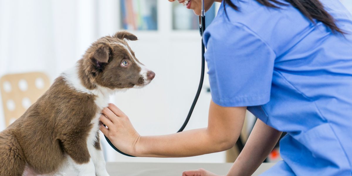 a vet with a stethoscope examining a dog