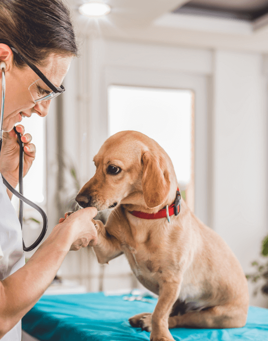 A person with a stethoscope examining a dog