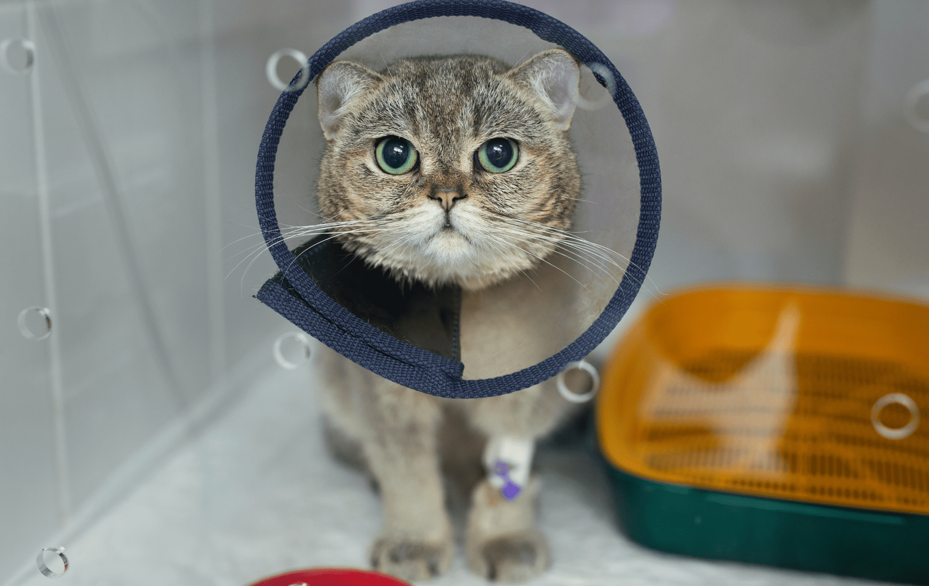 a cat wearing a cone