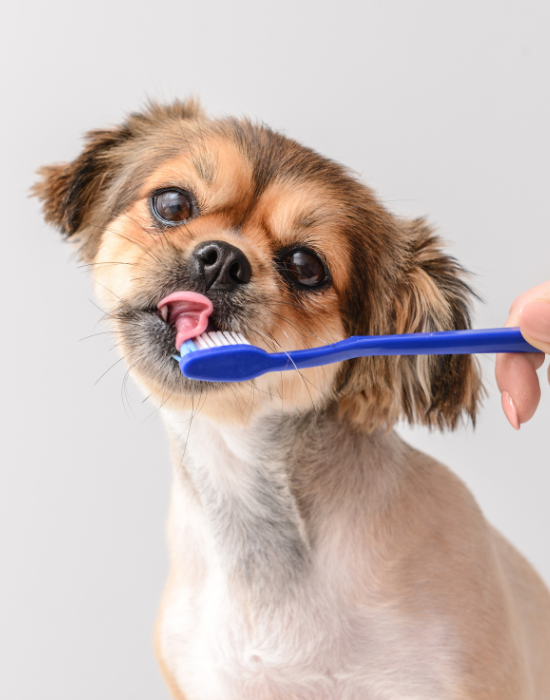 a dog brushing his teeth