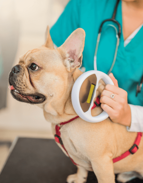 A dog with a stethoscope around its neck