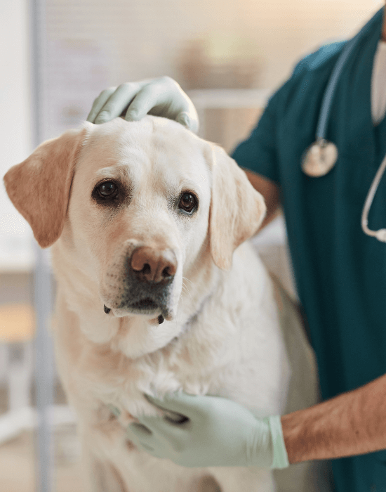 A dog being petted by a doctor