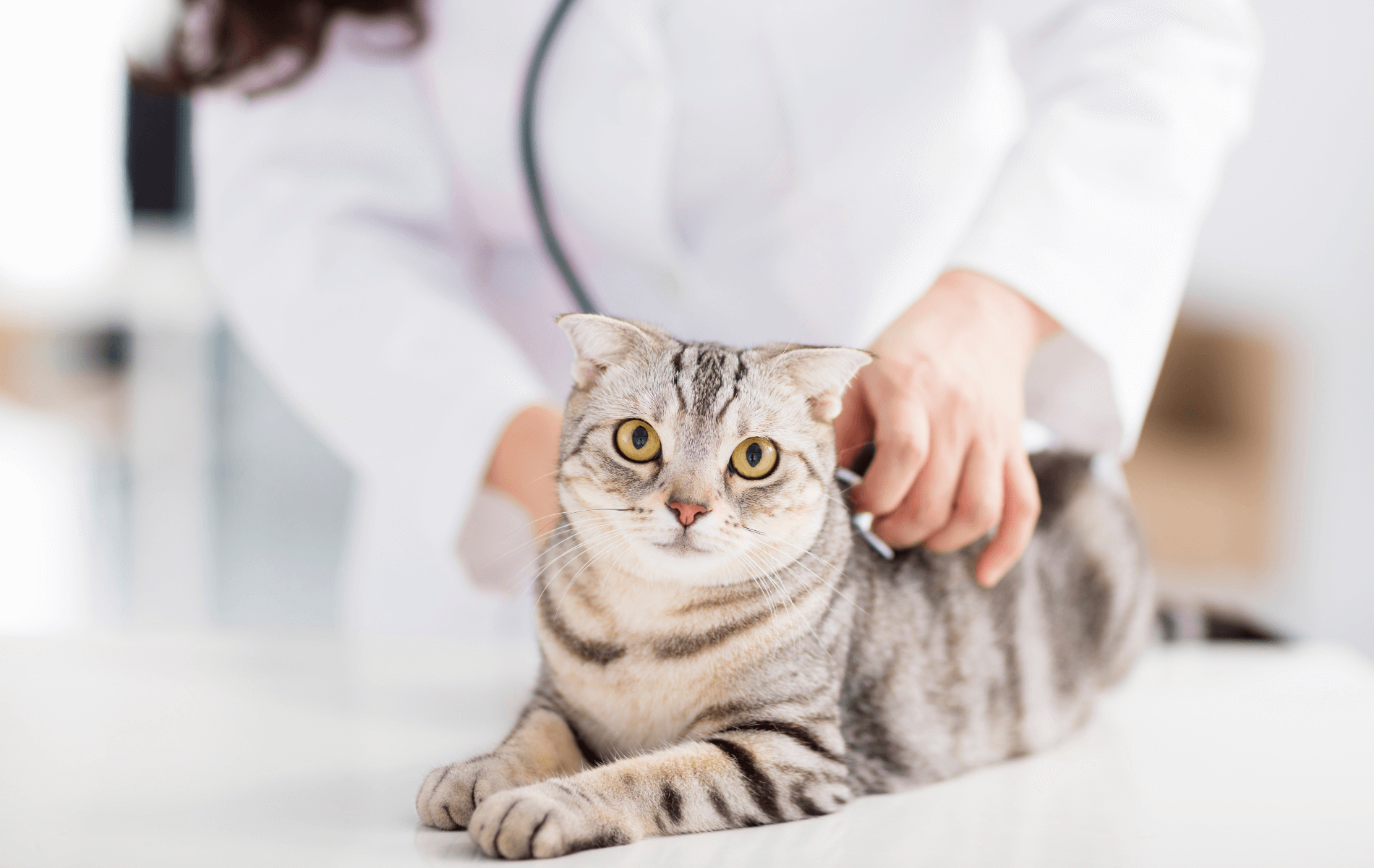A person using a stethoscope to check the cat's heartbeat