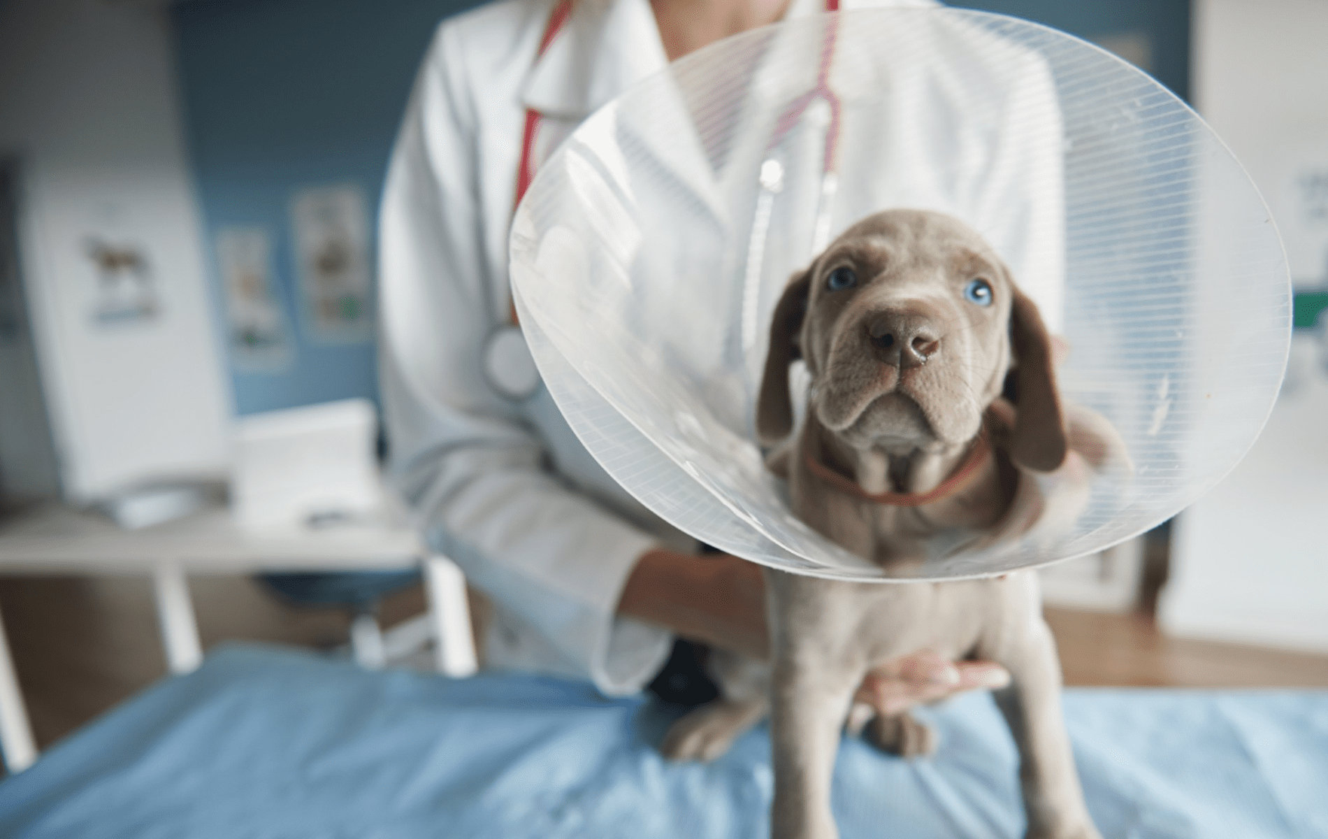 a dog wearing a cone