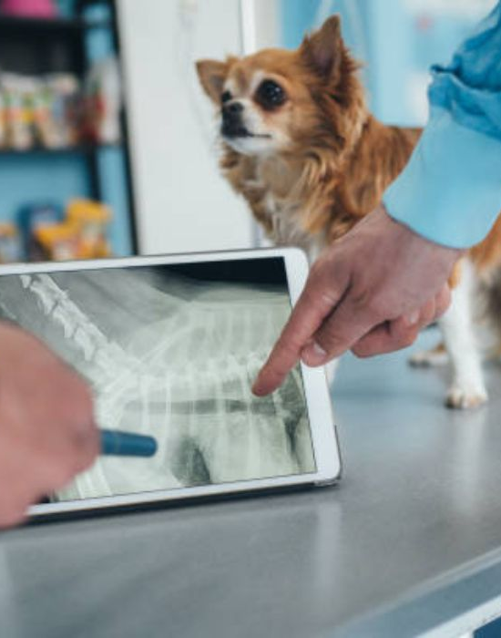 a dog looking at a tablet
